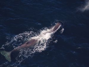 Whale