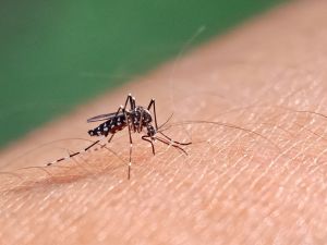 Shutterstock dengue fever