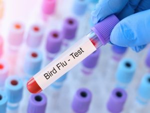 Shutterstock bird flu