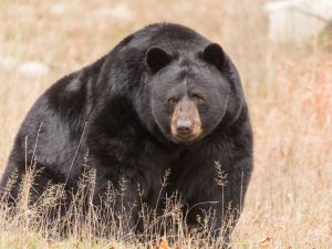Black bear