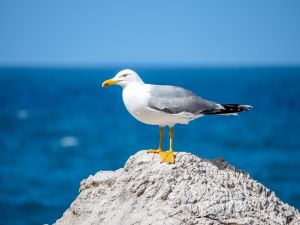 seagull