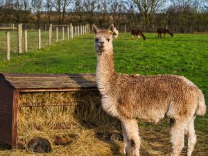 Llama