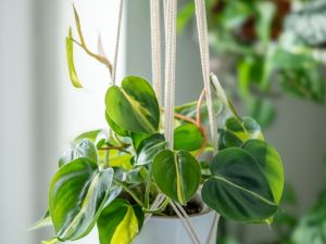 Shutterstock indoor plants