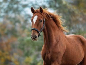 runaway horse