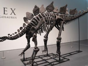 Apex, the largest stegosaurus fossil of a dinosaur, was sold for $44.6 million