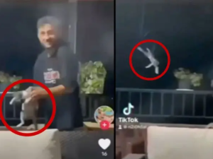 لبناني يعذب قطة ويرميها من الطابق الثالث