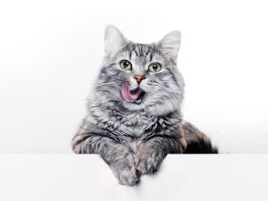 Shutterstock Pets