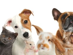 Shutterstock Pets