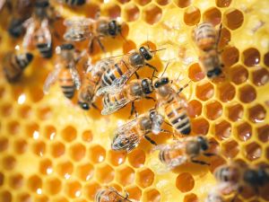 beehives