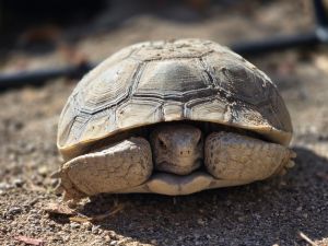tortoise 