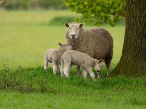 lambs