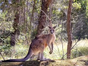 kangaroo