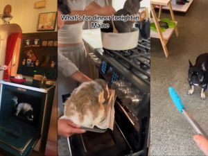 Cooking pets