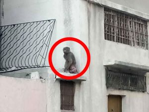 Monkey spotted in northern Gaza. (X) Monkey spotted in northern Gaza