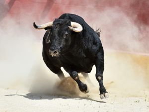 bulls