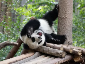 pandas