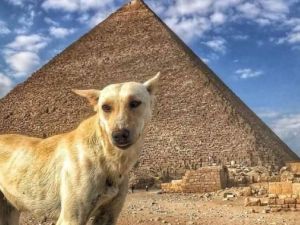 الكلب البلدي - نجم السياحة الأول في مصر
