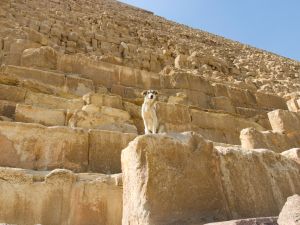 Dog on a pyramid in Egypt's Giza. (Shutterstock) Pyramid-climbing dog