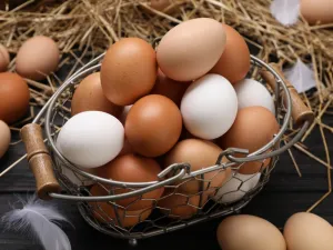 egg 