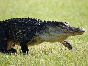 alligator 