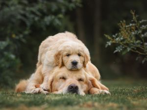 dogs