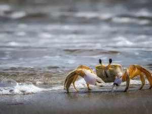 crab