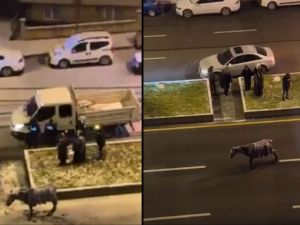 Horse freezes in the middle of a road in Erzurum city in Turkey. (X/ Video screenshots) Horse freezes