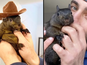 Peanut the Squirrel