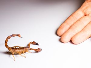 Scorpion. (Shutterstock) Scorpion