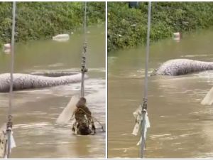 Huge python reportedly spotted in Thailand after floods. (X/) Enormous python
