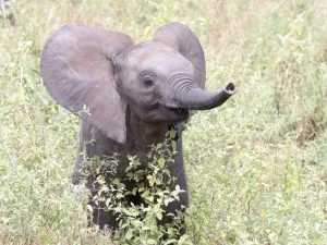 elephant
