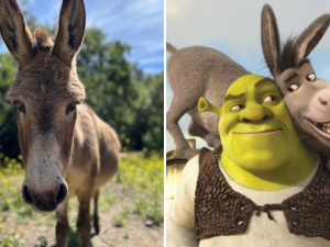 Donkey