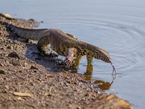 Nile monitor. (Shutterstock) Nile monitor
