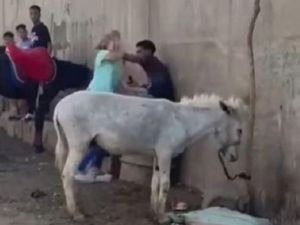 شاب يضرب حيوان بمصر