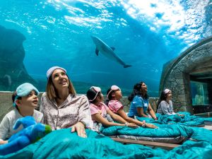 SeaWorld® Yas Island, Abu Dhabi is Hosting Its Biggest Sleepover Event Yet this June
