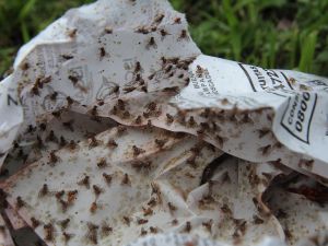 Fruit Fly Invasion from Egypt Hits Tel Aviv, Alarming Farmers