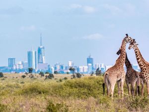 flydubai expands operations in Kenya with new flights to Nairobi and increased frequencies to Mombasa