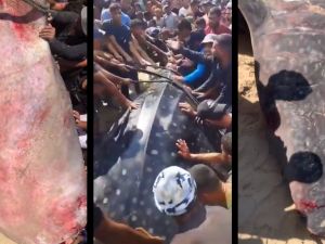 Rare Video in Gaza: Giant 2-Ton whale shark pulled from the Mediterranean