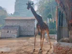 حقيقة فيديو هروب زرافة وغرقها بالنيل.. حديقة الحيوان توضح
