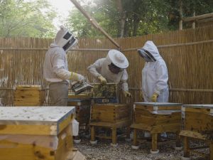 كيف تسهم تربية النحل في قطر في إرساء مستقبل أكثر استدامة؟