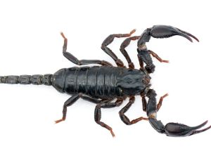 حظ برج العقرب لشهر نوفمبر 2025