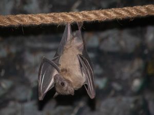 طرق الوقاية من فيروس خفافيش الفاكهة