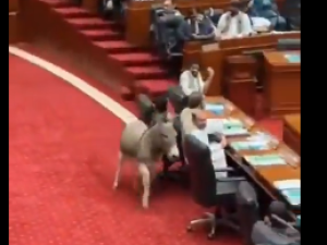 Donkey storms Pakistan’s senate, leaving lawmakers in stitches