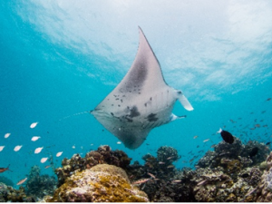 Intercontinental Maldives Maamunagau Resort Announces Manta Retreat