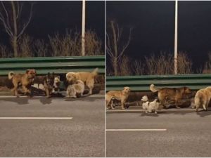 Seven dogs escape meat truck in China