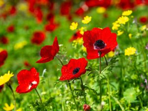 معلومات عن أزهار الدحنون