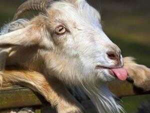 وفاز لينكولن بـ13 صوتا متفوقا على الكلب "سامى" الذي حصل على 10 أصوات، بينما حصد المرشحون الآخرون مجتمعين 30 صوتا.

