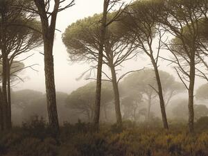 A pine forest in Lebanon. (Facebook) 
