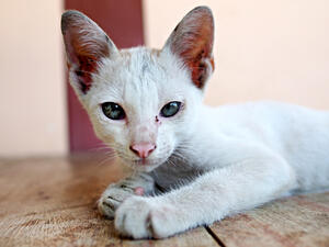 (Shutterstock/File Photo)