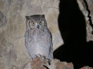 The Arabian Eagle Owl tends to live in open woodland, rocky hillsides with scattered thorny shrubs (WAM)